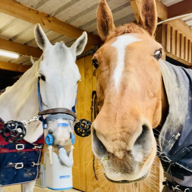 Bientôt à la location! Nébulisateur pour chevaux