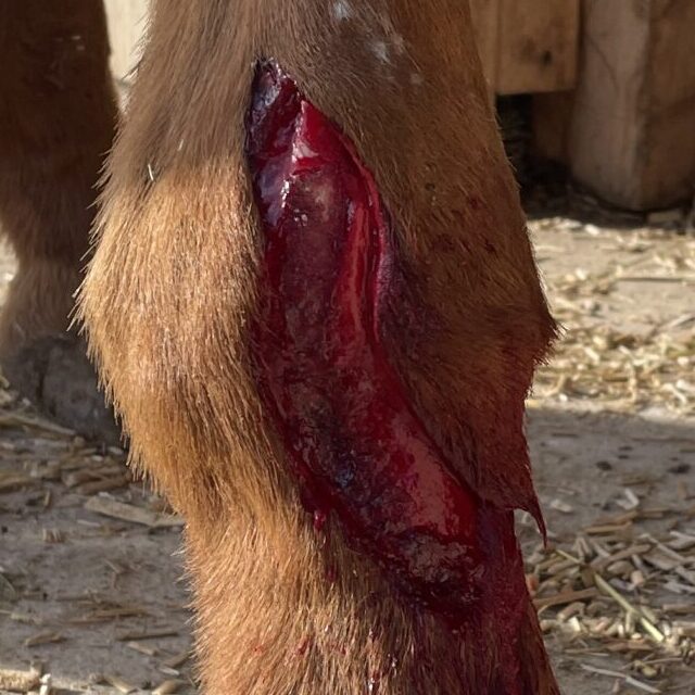 Les soins sur la blessure de Nedenn​