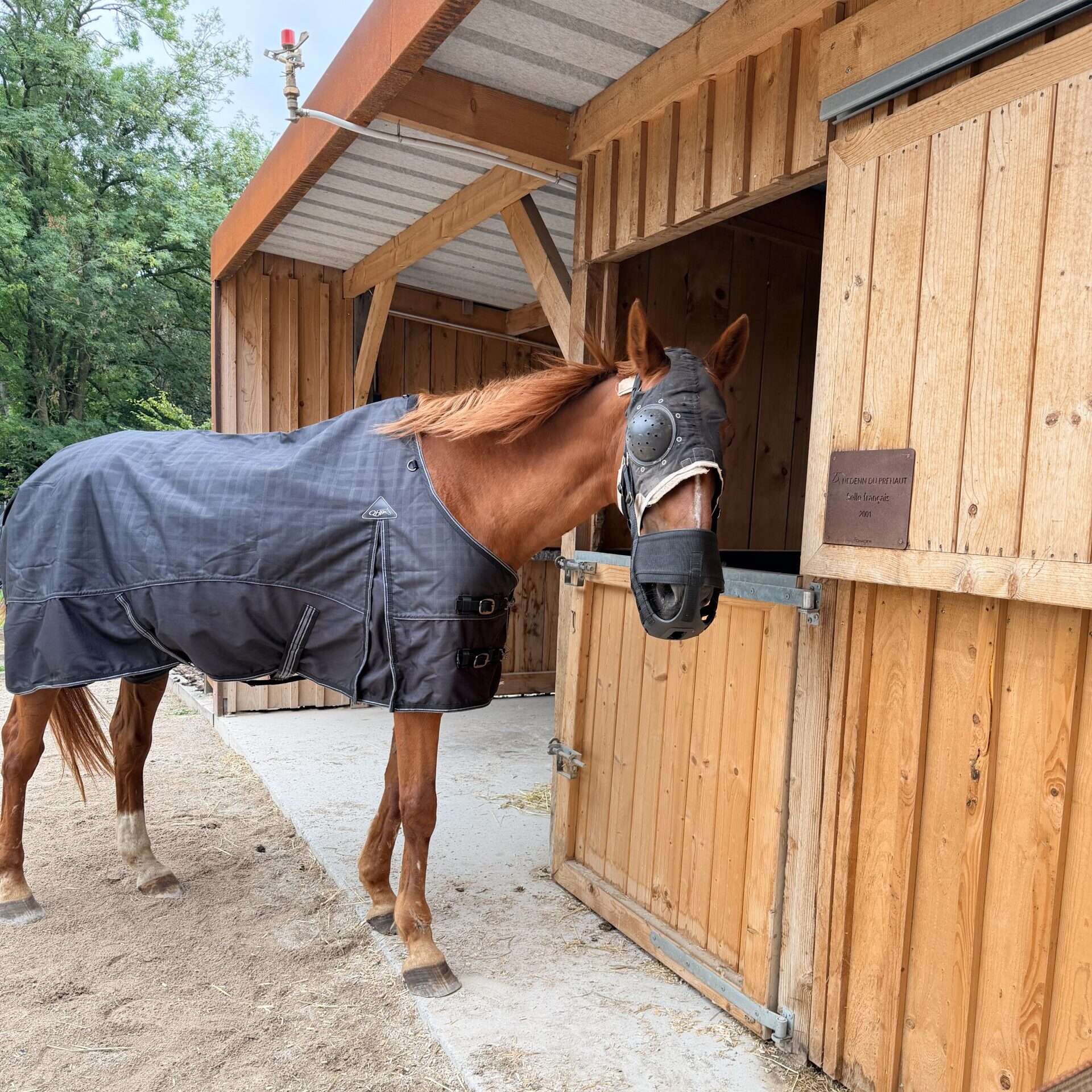 Comment j&rsquo;ai géré la colique de mon vieux cheval